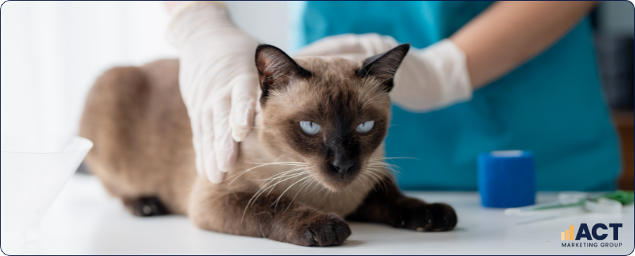 How Australian Vet Clinics Can Understand Digital Marketing Agency Pricing And Avoid Wasted Ad Spend (2)