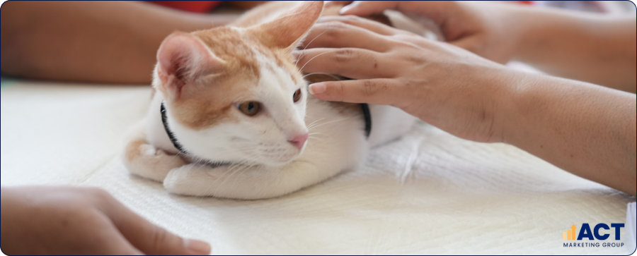 Measuring The Real SEO Impact Of Your Vet Clinic Marketing In Australia What To Track And Why It Matters (3)