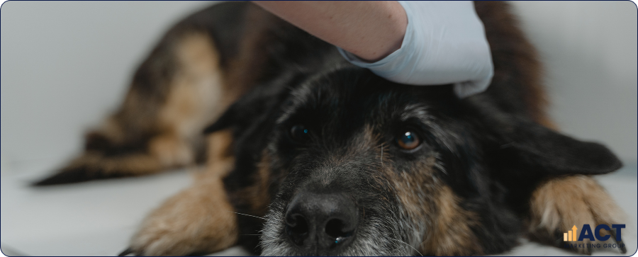 SEO Blog Writing Ideas That Help Australian Vet Clinics Rank For Local Pet Health Searches (2)
