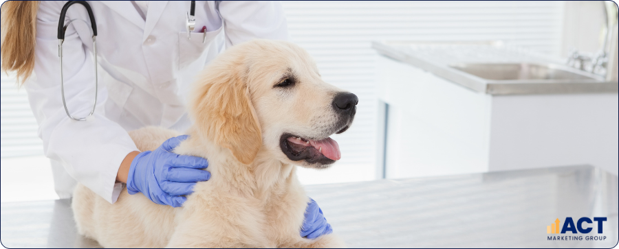 Social Ads For Vet Clinics In Australia That Actually Bring In New Pet Owners (1)